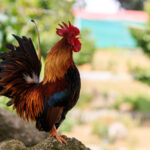 Perché il gallo canta