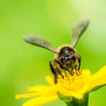 Api: sentinelle dell’ambiente