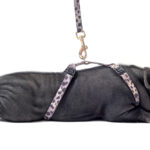 Maiale al guinzaglio: una nuova moda