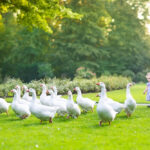 Cosa mangiano le oche