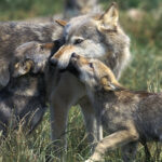 Storie di lupi e di papà