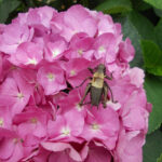 Cicale perché cantano