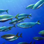 Pesci del Mediterraneo per piccoli sub