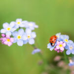 Coccinelle perché si crede che portino fortuna