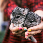 Come tenere in casa un cincillà