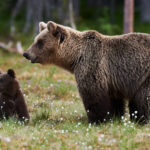 Orso bruno marsicano: il re del Parco Nazionale d’Abruzzo
