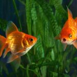 La strana storia del pesce rosso che ha imparato a guidare