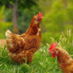 Perché la gallina è un animale intelligente?