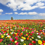 Fiori: sai perché profumano