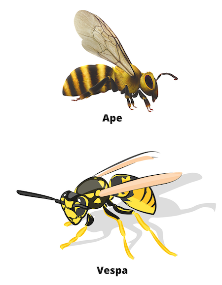 Festeggiamo la Giornata Mondiale delle Api