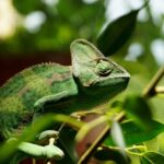 Gli animali che cambiano colore: il camaleonte
