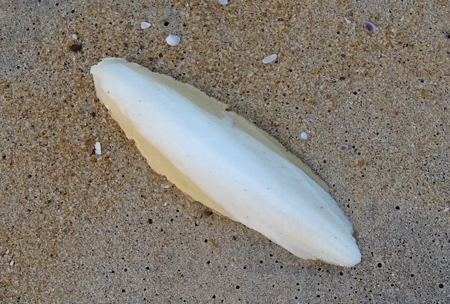 Alla scoperta delle meraviglie del mondo animale: conosciamo la seppia