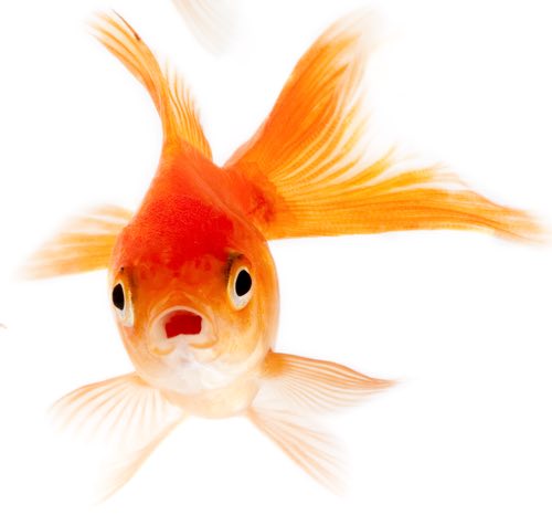 Proverbi popolari: Acqua in bocca