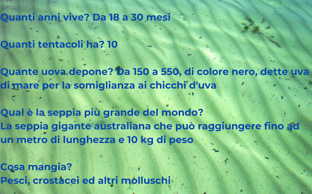 Alla scoperta delle meraviglie del mondo animale: conosciamo la seppia